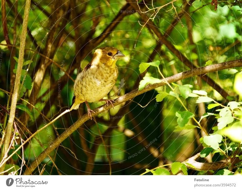 Eine kleine Girlitze sitzt auf einem Zweig im Grünen Vogel Tier Natur Farbfoto Außenaufnahme 1 Wildtier Tag Menschenleer Umwelt Schwache Tiefenschärfe