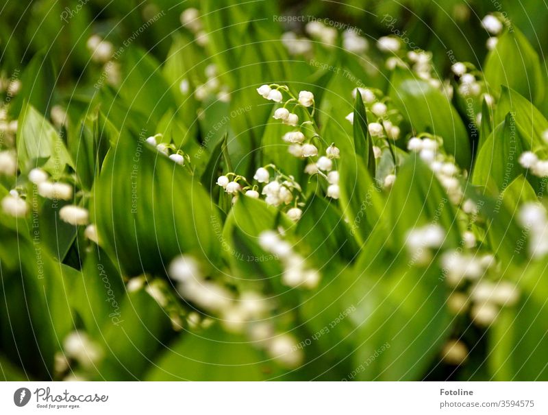 Viele Maiglöckchen stehen wie bei einer Demo ohne den gebotenen Mindestabstand Maiglöckchenblätter Blume Farbfoto weiß Frühling Pflanze grün Natur Blüte Blühend
