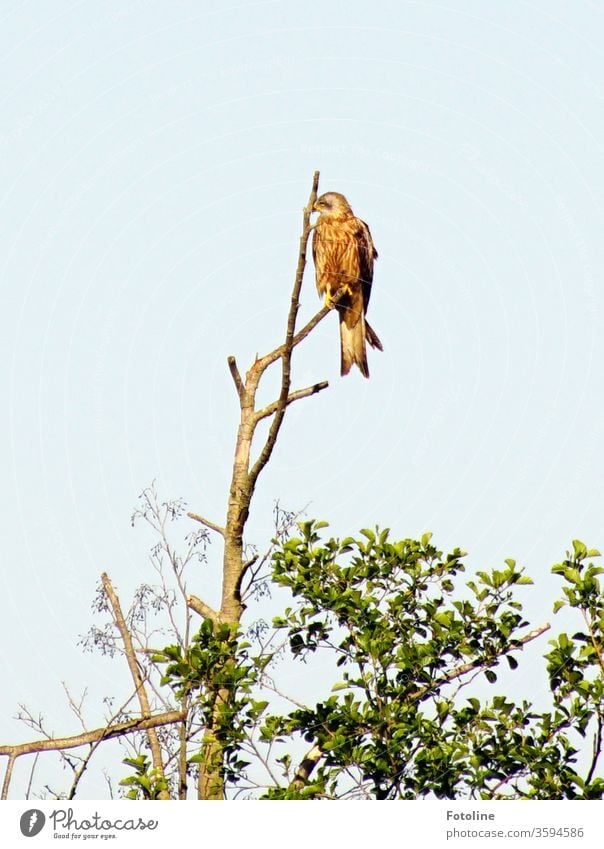 Ein Raubvogel sitzt auf der Spitze eines abgestorbenen Baumes und hält nach seiner nächsten Beute ausschau. Milan Bussard Greifvogel Vogel Tier Himmel