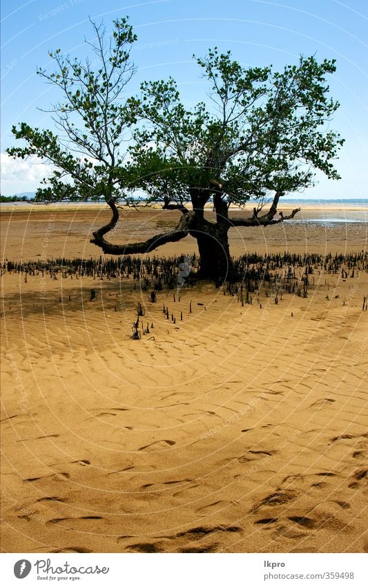 .tree im lokobe Reservat an der Küste von Madaga Meer Himmel Wolken Baum Blatt Park Felsen blau braun gelb grau grün schwarz Madagaskar Reserve Land Sandstrand