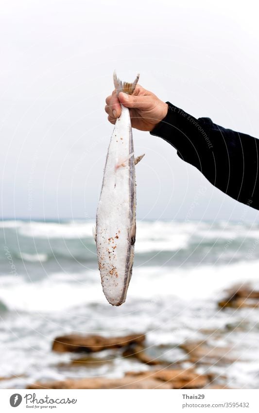 Mann Fischer, der frischen Seefisch in der Hand hält, den er gerade gefangen hat Lebensmittel Fischen männlich Sport Hintergrund Tier Menschen Beteiligung wild