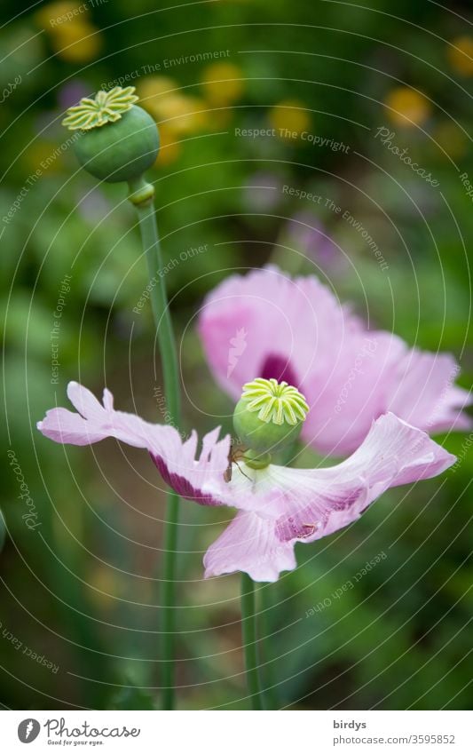 Schlafmohn in einem Garten am Ende der Blühphase. Mohnkapseln, Mohnblüte Blüte Samenkapseln verblühen Nahaufnahme Opium Blume Rauschmittel Blühend