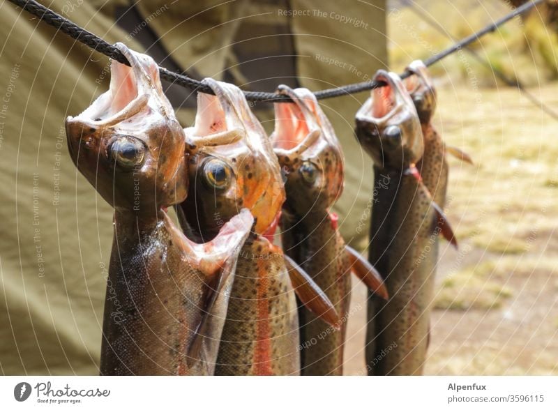 Sonntags einfach mal abhängen Forellen Regenbogenforelle Camping Tod Ernährung Küche Fisch Farbfoto Lebensmittel Gesunde Ernährung Diät Kräuter & Gewürze