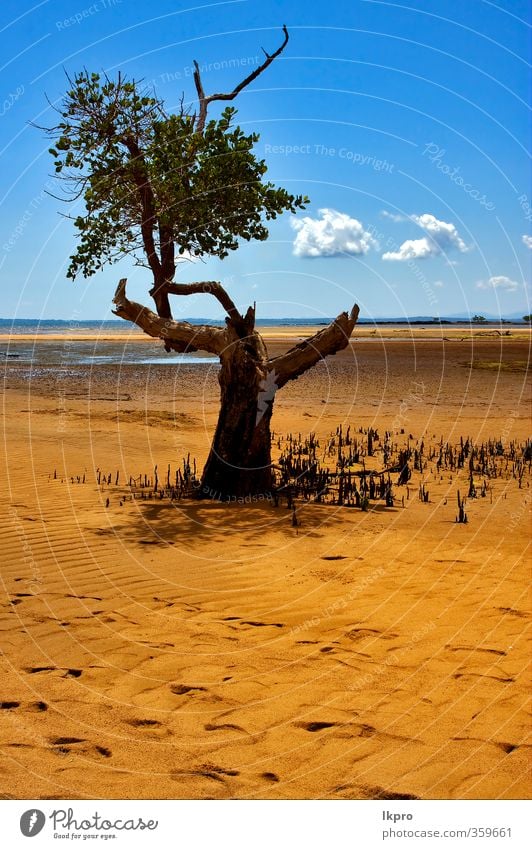 Baum im Lokobe-Reservat an der Küste von Meer Himmel Wolken Blatt Park Felsen blau braun gelb grau grün schwarz Madagaskar Reserve lokobe Land Sandstrand