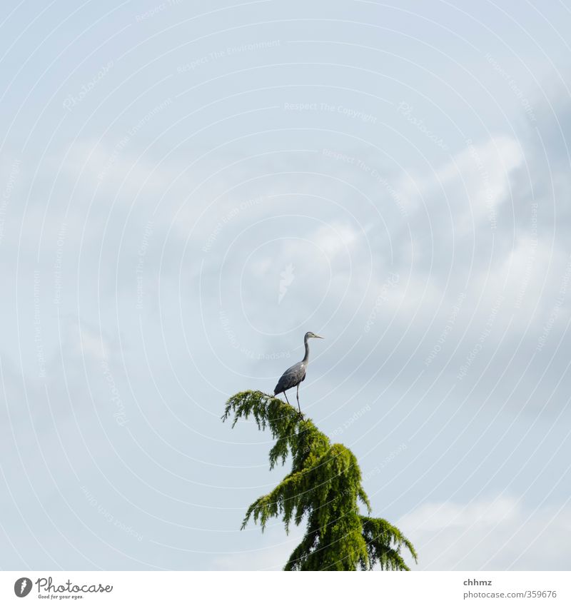 zu schwer Natur Himmel Pflanze Baum Tier Wildtier Vogel 1 sitzen stehen Reiher Graureiher ruhen Aussicht Ferne Lärche Nadelbaum Wolkenhimmel Wolkendecke grün