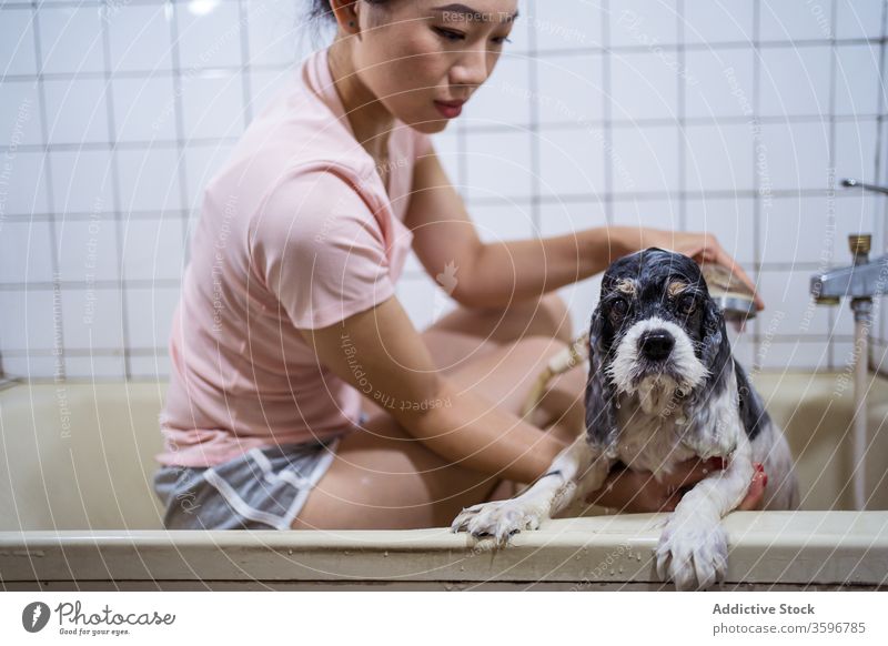 Frau wäscht reinrassigen Welpen im Badezimmer Hund Besitzer Waschen Haustier Badewanne asiatisch niedlich ethnisch heimwärts heimisch Tier Pflege Eckzahn