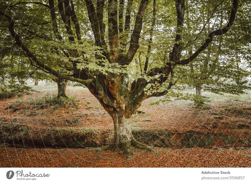 Großer Baum mit großen Ästen in der Nähe eines Baches im Park Kofferraum Ast Laubwerk strömen Waldgebiet Harmonie idyllisch Natur Herbst Landschaft unberührt