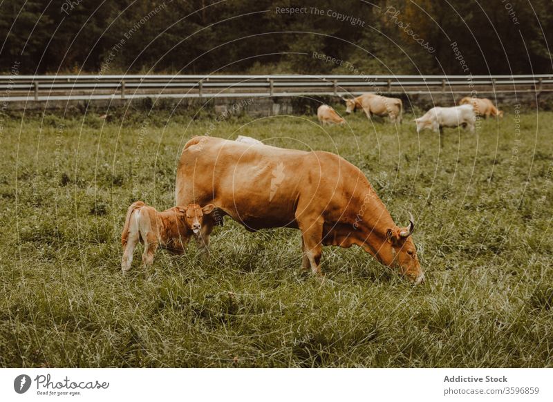 Kühe, die nachmittags auf der Weide auf dem Land grasen Kuh weiden Wade Viehbestand ländlich Säugetier Rind Landschaft idyllisch Baum Wald Grasland Feld Tier