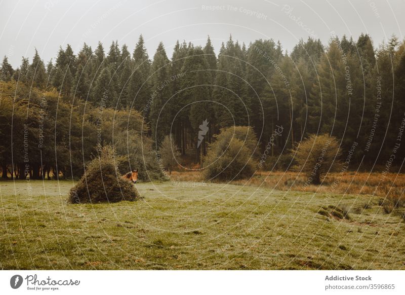Pferd grast auf der Weide bei Tageslicht unter bewölktem Himmel weiden Baum Wald Grasland Feld Tier Reinrassig Hengst pferdeähnlich Landschaft züchten Kastanie