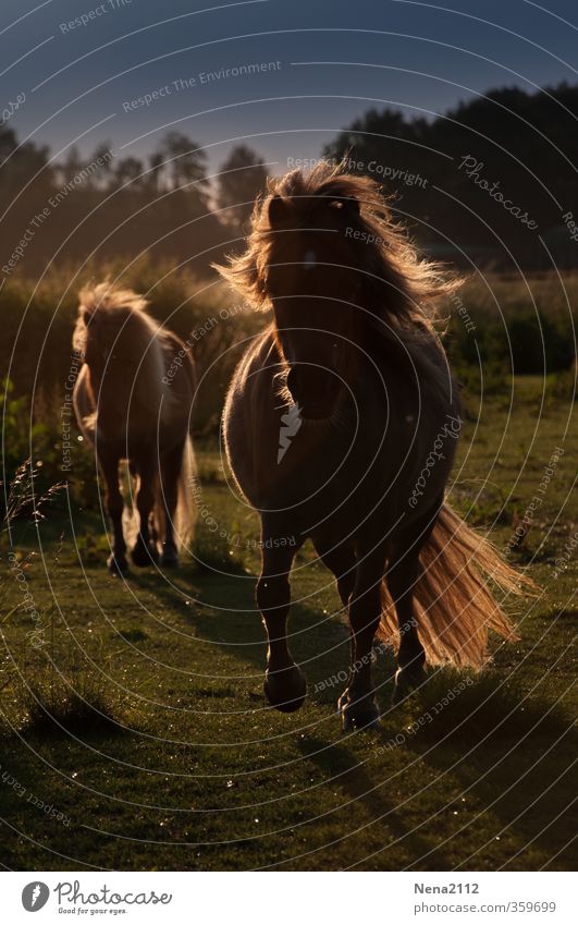 Earth, wind & sun Natur Frühling Sommer Herbst Schönes Wetter Wind Wiese Tier Haustier Nutztier Pferd Fell 2 Tierjunges Tierfamilie rennen Bewegung füttern