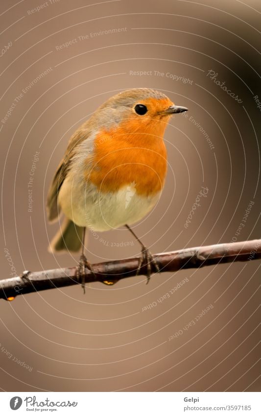 Hübscher Vogel mit einem schönen orange-roten Gefieder. Tierwelt Natur Rotkehlchen männlich wild allgemein natürlich gehockt Hintergrund klein Passerine
