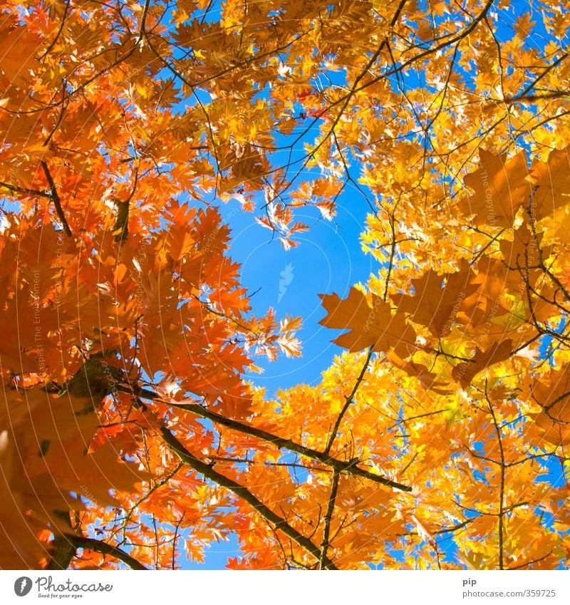 mitten im herbst Umwelt Natur Pflanze Herbst Schönes Wetter Baum Blatt Ast blau braun gelb gold rot Jahreszeiten Herbstfärbung oben hoch Loch Rahmen herbstlich