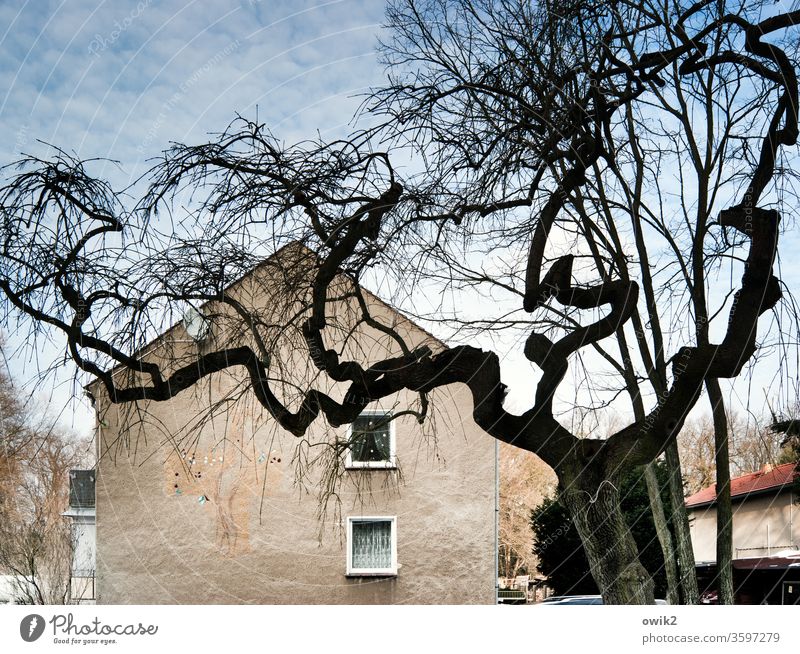 Ästhetik Baum Äste und Zweige verworren krumm verwachsen Haus Fassade Giebelseite Fenster bewohnt dörflich Himmel Schleierwolken Holz Stein Außenaufnahme