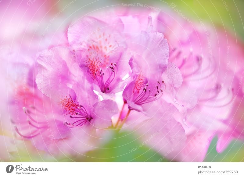 ein Hauch von Rosa Natur Frühling Sommer Pflanze Blume Blüte Gartenpflanzen Rhododendron Blühend elegant fantastisch schön rosa Frühlingsgefühle zart