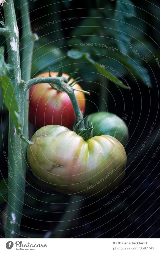 Grüne, gelbe und rote Erbstücktomaten reifen in einem sommerlichen Gemüsegarten an der Rebe. Tomate Tomaten Frucht Veggie produzieren Lebensmittel Garten