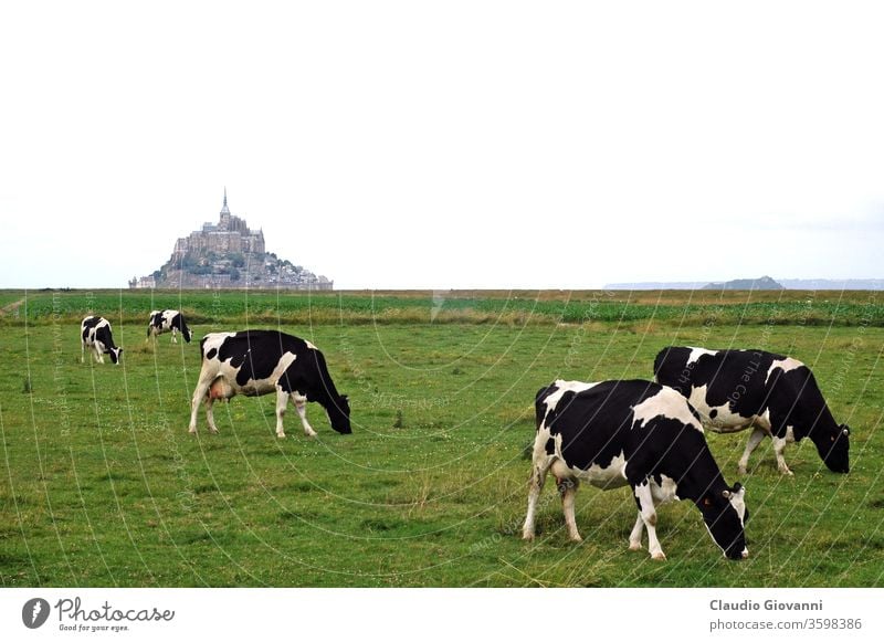 Weiden in der Nähe von Mont-St-Michel mont-saint-michel Normandie Frankreich Norden nördlich Kuh Bewusstlosigkeit Hintergrund bedeckt wolkig antik historisch