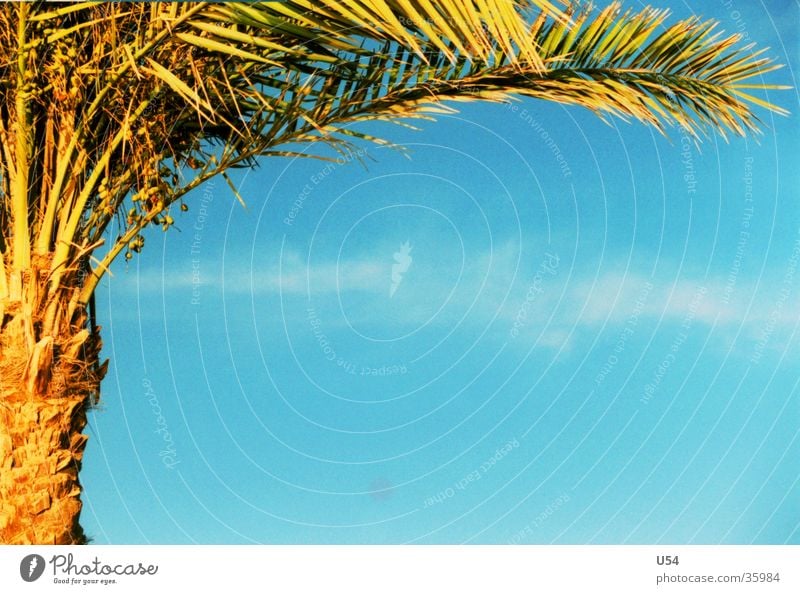 Sommer #2 Palme Strand Erholung Ferien & Urlaub & Reisen Physik Zufriedenheit Himmel Wasser Schatten Sonne Wärme