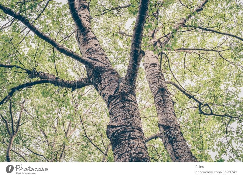 Blick von unten in die Baumkronen zweier Bäume im Wald Blätter hoch grün frühling Sommer Birke Natur Stamm Äste Kronen Baumstamm naturverbunden Idylle