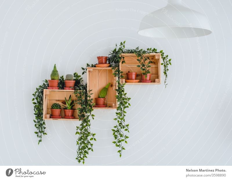 Kleine Kaktus Pflanze in süßen Topf auf Holzregal auf weiße Wand mit Kopie  Raum vertikale Stil. Minimalistischer stil dekoration design  Stockfotografie - Alamy
