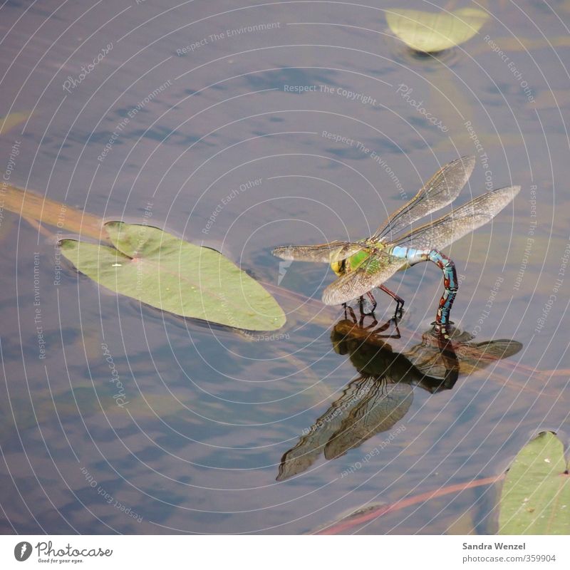 Blaue Libelle Umwelt Natur Pflanze Tier Wasser Frühling Sommer Blatt Seerosenblatt Seeufer Flussufer Moor Sumpf Teich Bach Boombeck Flügel Libellenflügel 1 blau