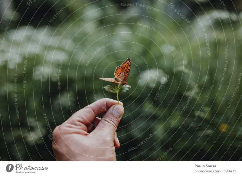 Schmetterling in der Nähe der Hand haltend Nahaufnahme Textfreiraum Beteiligung Natur Zerbrechlichkeit Erhaltung Schwache Tiefenschärfe Detailaufnahme Insekt
