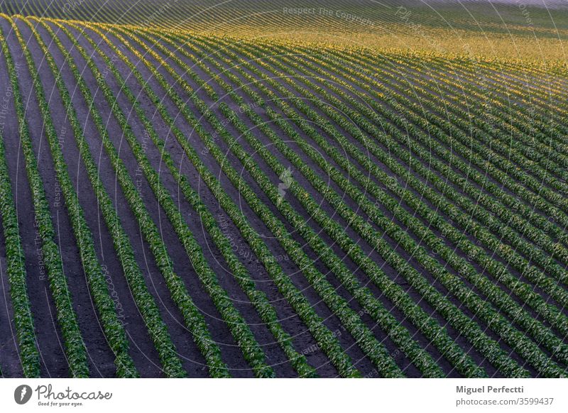 Reihen von Nutzpflanzen auf einem kleinen Hügel bei Sonnenuntergang Feld Ackerbau Landschaft Pflanze wachsend Ernte Natur ländlich Landwirtschaft Lebensmittel