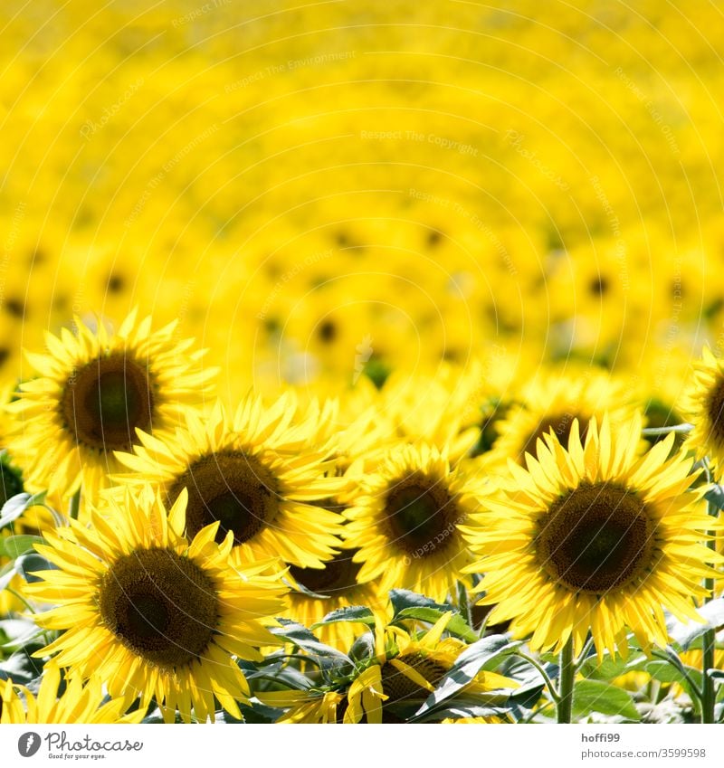 Sonnenblumen - tausende Sonnenblumen gelb Sommer Blume Blüte Blütenblatt Feld Natur Blühend schön