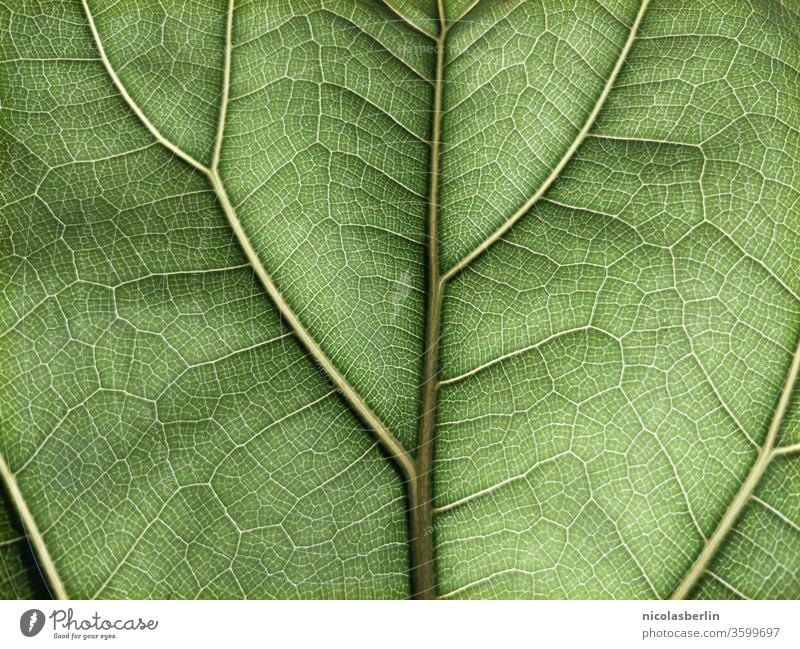 Detailaufnahme eines grünen Ficus-Blattes im Vollformat Geigenfeige Blattadern Hintergründe Hintergrund texturiert Pflanze Muster Schönheit in der Natur Botanik