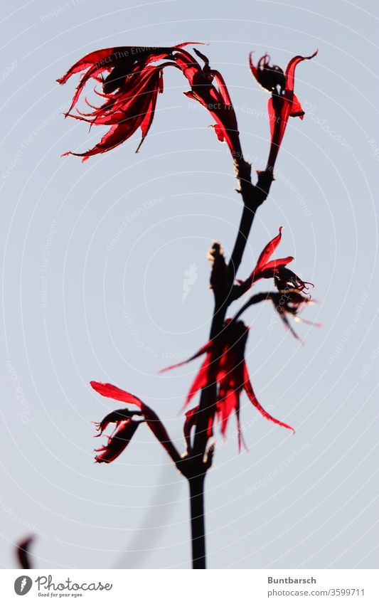 Zweig eines japanischen Blutahorns, leuchtend Japanischer Ahorn Natur Farbfoto Außenaufnahme Blatt Menschenleer rot Schwache Tiefenschärfe Pflanze Baum Tag