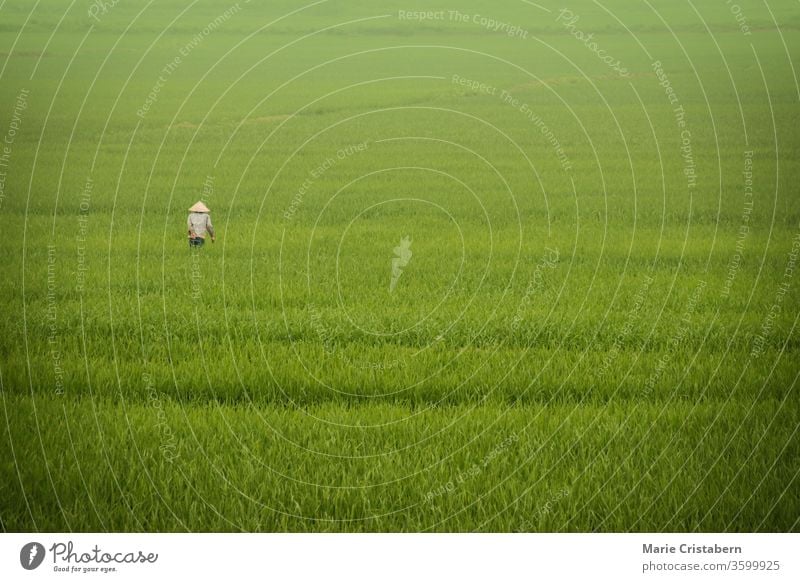 Ein Reisbauer, der durch den Nebel wanderte, bedeckte riesige Reisfelder in Ninh Binh, Vietnam ländliches leben in vietnam vietnamesische Landschaft
