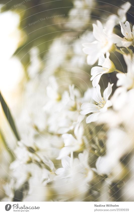 Weißes Blütenmeer Blumen Nahaufnahme Frühling Natur Pflanze schön grün Garten Blühend Sommer Farbfoto Menschenleer Außenaufnahme Blütenblatt Detailaufnahme