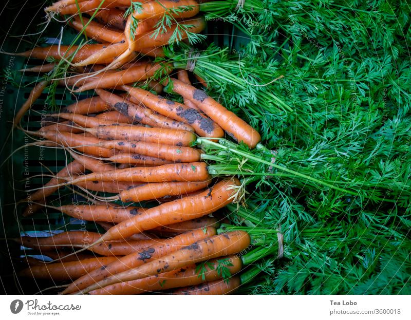karotte Karotten Marktplatz Bioprodukte Gemüse Vegetarische Ernährung Vegane Ernährung Gesundheit lecker frisch Lebensmittel Essen Mittagessen Salatbeilage
