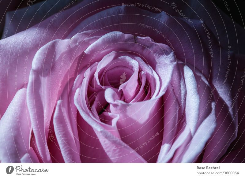 Lilafarbene Rosenblüte Makroaufnahme Nahaufnahme Detailaufnahme rosa Blüte Sommer Duft lila Blühend Romantik Valentinstag