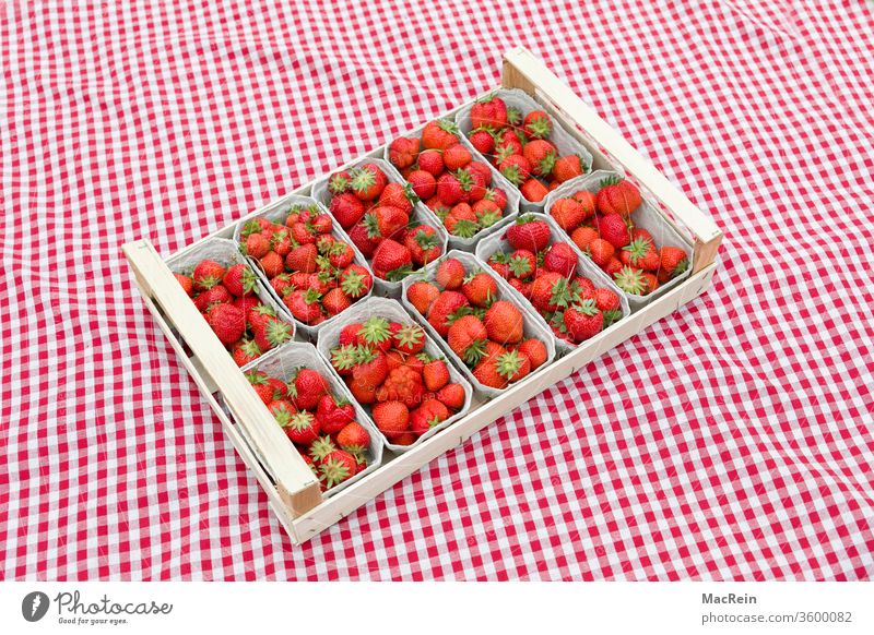Erdbeeren auf einem karriertem Stofftuch erdbeeren kiste erdbeeren frucht frücht früchte frisch gepfückt obst rasen grün natur decke rot karriert niemand