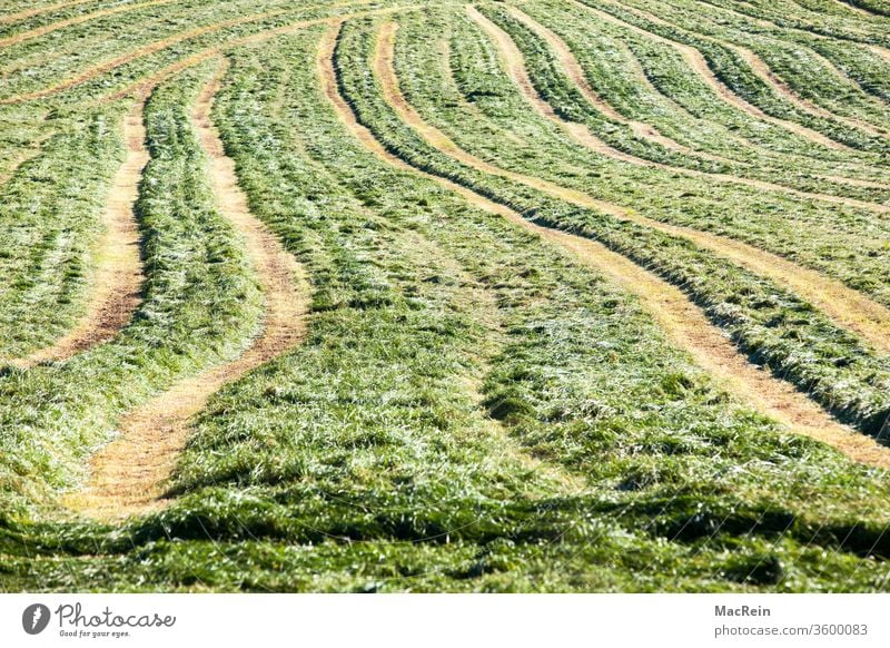 Reifenspuren auf einer Wiese ackerland reifenspuren treckerspuren wiese landwirtschaft agrar Agrarwirtschaft agrarindustrie Agrarland Außenaufnahme
