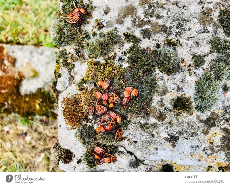 Orangefarbene Käfer orange Gruppe Insekt Wanze Moos Stein Tier Makroaufnahme krabbeln