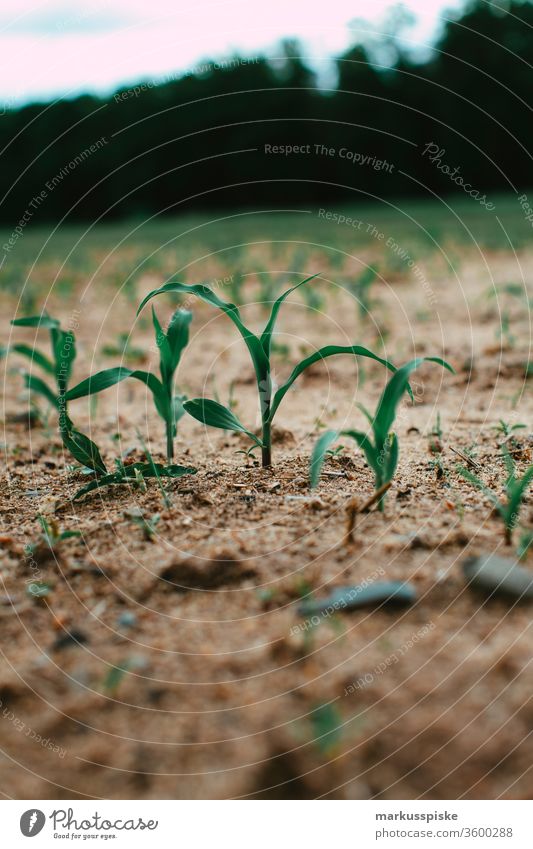 Maisfeld Dürre Mais Pflanze dürreperiode Genmanipulation genmais genmanipoliert Landwirtschaft Agrarwirtschaft Agrarprodukt Biogas Futter silage