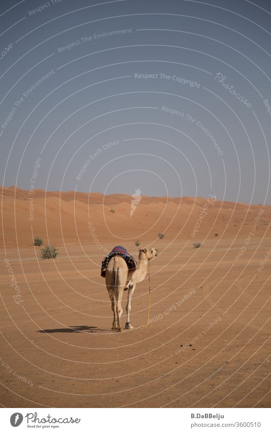 Ich bin dann mal weg. Das Dromedar ist auf der Flucht in die Wüste vor den Touristen. Oman Reisen Ferien & Urlaub & Reisen Kamel Tier Sand Farbfoto