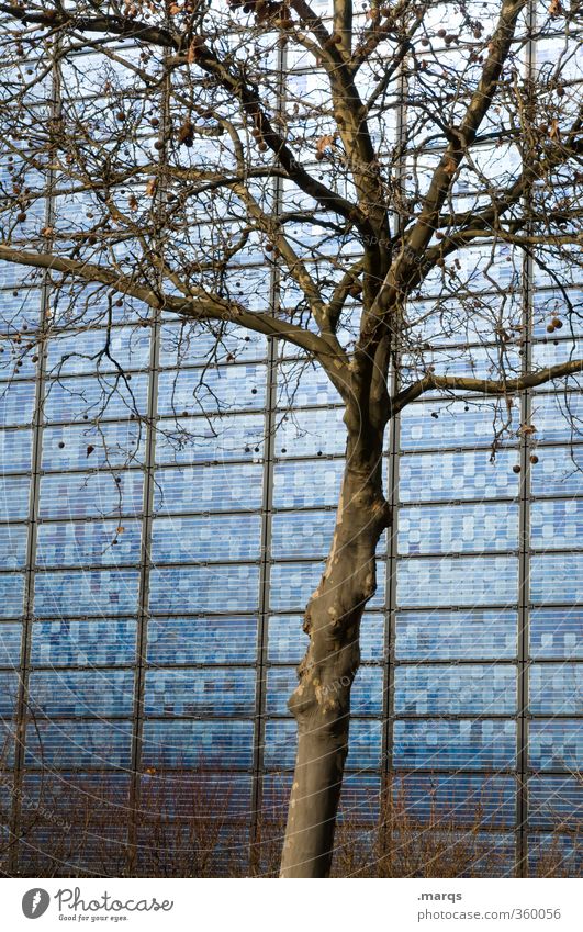 Öko Energiewirtschaft High-Tech Erneuerbare Energie Solarzelle ökologisch Umwelt Natur Baum Fassade Zeichen Fortschritt Umweltschutz Zukunft Sonnenenergie