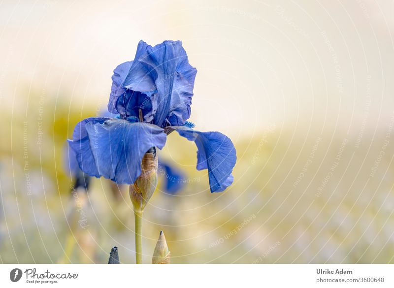 Blaue Schwertlilie (Iris) mit weichem Hintergrund und viel Platz für Text Schwertlilien Blume Blüte Weich Garten Floral Nahaufnahme Frühling Sommer