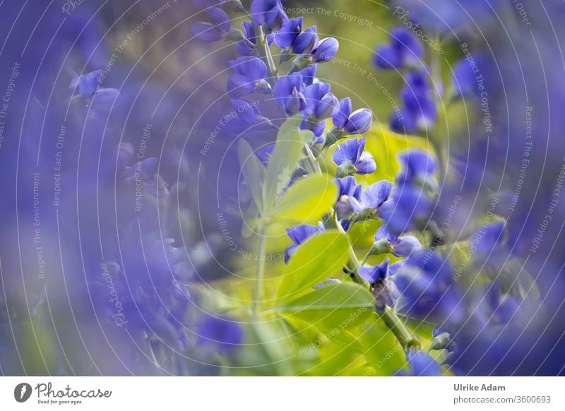Florale Impressionen der  Indigolupine (Baptisia australis), auch blaue Färberhülse genannt Blume Blumen floral Blüte Blüten weich filigran grün natürlich Natur