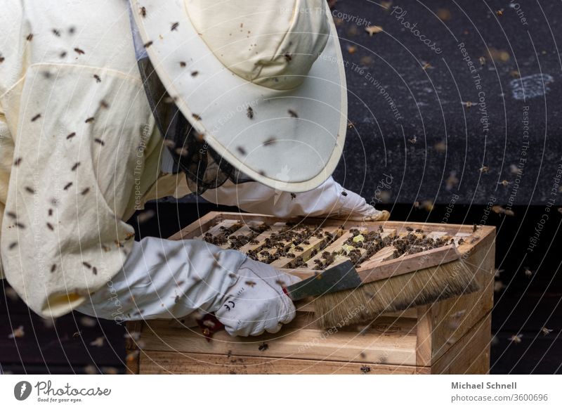 Imkerin an einer Beute (Bienenstock) mit vielen Bienen imkern Natur Tier Insekt Honig Imkerei Lebensmittel Bienenzucht natürlich Gesundheit