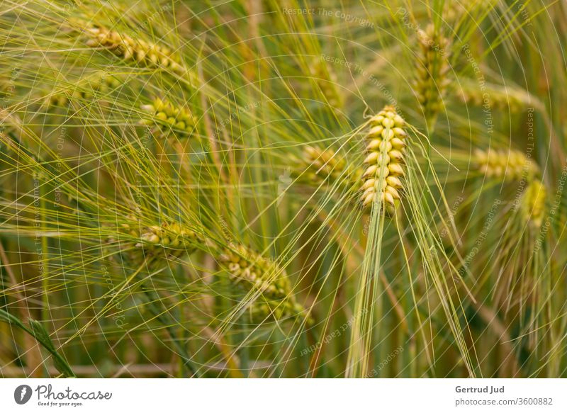 Wogendes Getreide Getreidefeld Getreidehalm Sommer sommerlich Feld Feldflora rispen summerfeeling wogendes Getreide Ähren ährenfeld Landwirtschaft