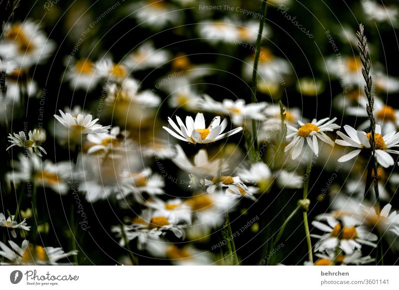 kleinigkeiten Margarite traurig melancholisch Natur Pflanze Frühling Blüte Blatt Gras Blume Schönes Wetter Herbst Sommer Garten Park Wiese Feld Blühend Duft