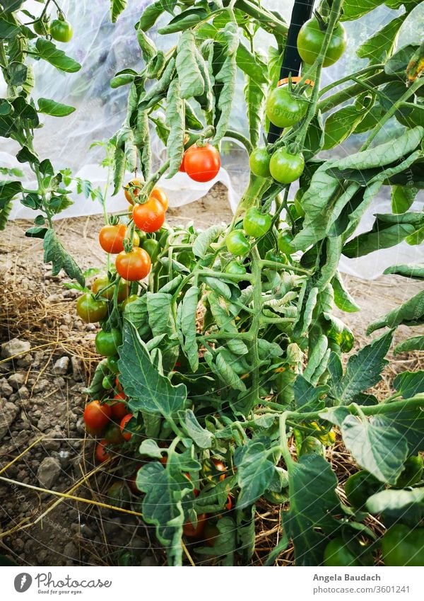 eigenes Bio-Gemüse anbauen: Tomaten Tomatenpflanze Tomatenplantage Garten Gemüsegarten Gemüseanbau Vegetarische Ernährung Bioprodukte Lebensmittel frisch