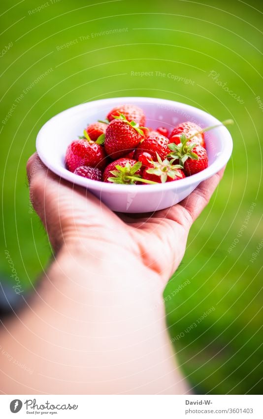 ein kleines Schälchen mit roten Beeren wird von einer Hand gehalten Erdbeerzeit Frucht Vogelperspektive Hintergrund neutral Starke Tiefenschärfe obstsorten