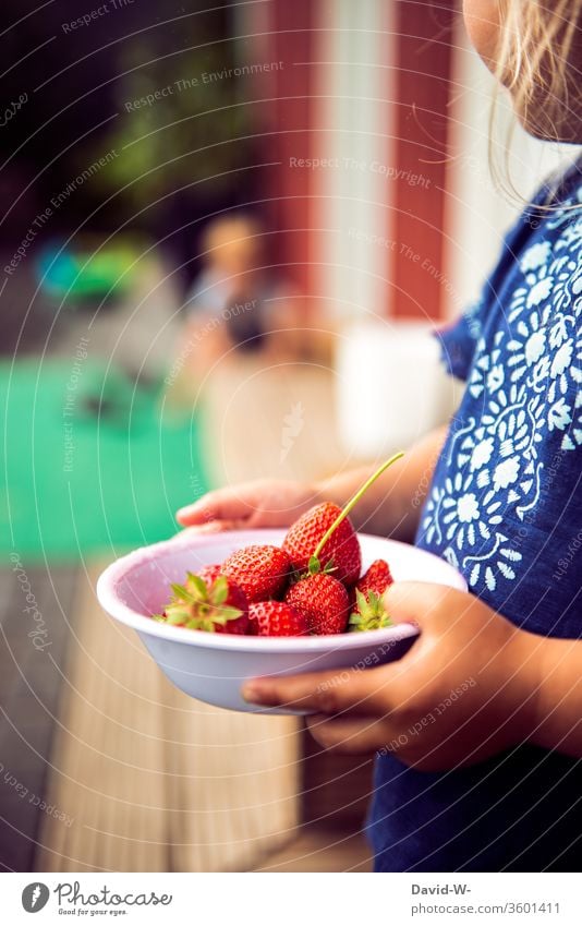 Erdbeerzeit - ein kleines Mädchen hält eine Schale mit Erbeeren in den Händen Schälchen Erdbeeren fruchtig rot lecker gesund vitamine garten Frucht frisch