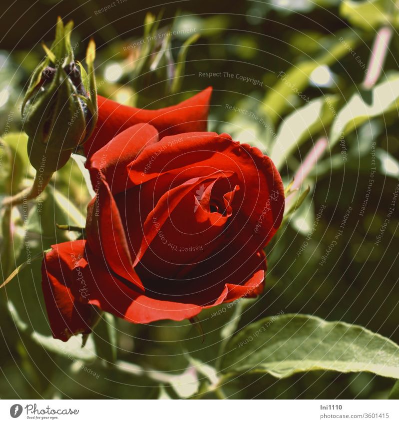 eine rote Rose Blume Kletterrose Sympathie Symbol Liebe Leidenschaft Duft Botschaft Schönheit samtig betörend Pflanze Garten Geschenk Telenovela Knospe Blätter