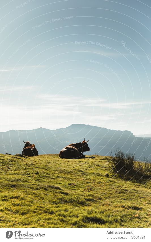 Reinrassige Kühe grasen auf der Weide in Bergnähe unter blauem Himmel Kuh bovin weiden Berge u. Gebirge Grasland Baum Tier Säugetier Landschaft schwarz Natur