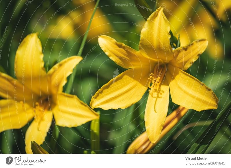 Gelbe Blüten der Taglilie, auch bekannt als Hemerocallis sp. Blumen Blütezeit botanisch Botanik Feld Flora geblümt Blütenblätter blumig Garten organisch